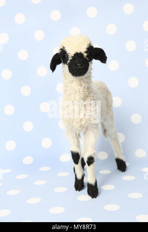 Le Valais les moutons. L'agneau (10 jours). Studio photo contre un fond bleu à pois. Allemagne Banque D'Images