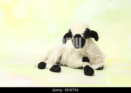 Le Valais les moutons. L'agneau (10 jours). Studio photo contre un fond vert. Allemagne Banque D'Images