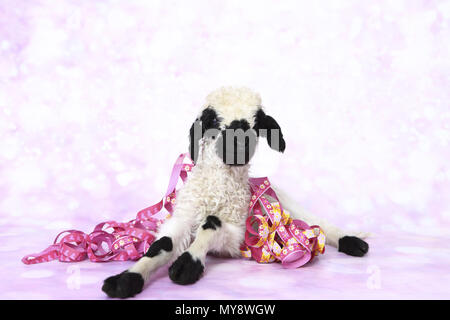 Le Valais les moutons. L'agneau (6 jours) le mensonge, empêtré dans des courants de papier. Studio photo sur un fond rose. Allemagne Banque D'Images