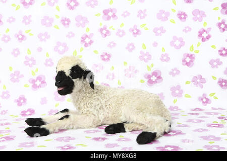 Le Valais les moutons. L'agneau (6 jours) qui se trouve tout en bêlements. Studio photo sur un fond blanc avec des fleurs. Allemagne Banque D'Images