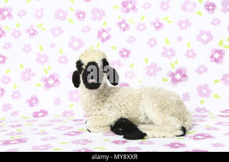 Le Valais les moutons. L'agneau (6 jours) qui se trouve tout en bêlements. Studio photo sur un fond blanc avec des fleurs. Allemagne Banque D'Images