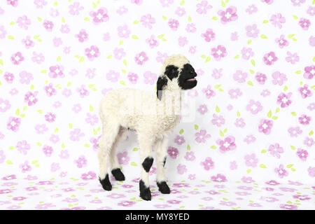 Le Valais les moutons. L'agneau (6 jours) Comité permanent tout en bêlements. Studio photo sur un fond blanc avec des fleurs. Allemagne Banque D'Images