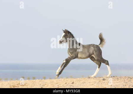 Barb Horse. La pouliche poulain galopant dans le désert. L'Égypte Banque D'Images