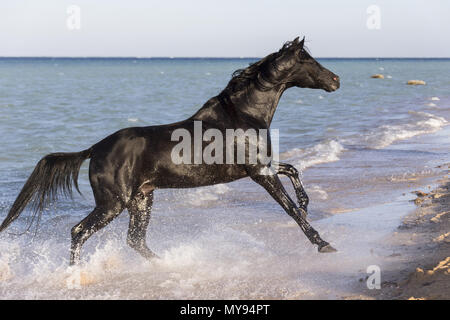 Cheval Arabe. Black Stallion galoper sur une plage. L'Égypte Banque D'Images