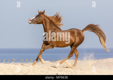 Cheval Arabe. Étalon alezan galoper sur une plage. L'Égypte Banque D'Images