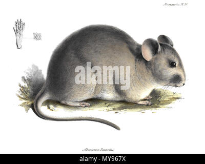 . Anglais : Abrocoma bennettii . 1836. La zoologie du voyage de H.M.S. Abrocoma bennettii Beagle 21 Banque D'Images