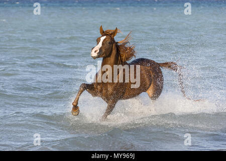 Cheval Arabe. Étalon alezan galoper dans la mer. L'Égypte Banque D'Images