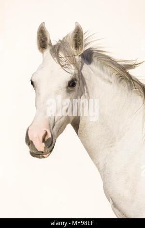 Cheval Arabe. Portrait de juvéniles gris mare, vu sur un fond blanc. L'Égypte Banque D'Images