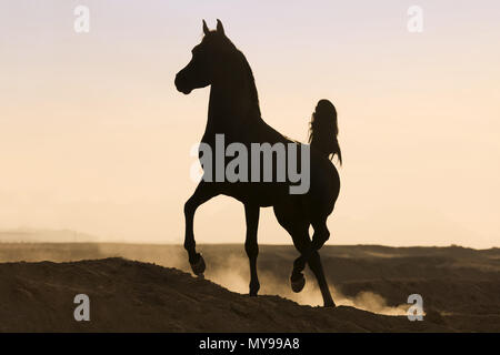 Cheval Arabe. Étalon noir trottant dans le désert, silhouetté contre le ciel du soir. L'Égypte Banque D'Images