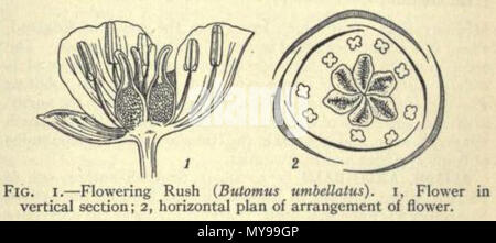 . Anglais : Butomus. Illustration à partir de 1911, l'Encyclopedia Britannica article Alismaceae. 1911. Public domainPublic domainfalsefalse Cette image provient de la 12e édition de l'encyclopédie Britannica ou plus tôt. L'auteur de ce livre ont écoulé aux États-Unis parce que le livre a été publié pour la première fois aux États-Unis avec la publication survenus avant le 1er janvier 1923. En tant que telle, cette image est dans le domaine public aux États-Unis. 33 Alismaceae 2 Banque D'Images