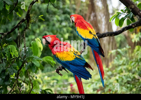 Paire d'aras rouges (Ara macao cyanopterus) au Costa Rica Banque D'Images