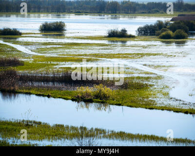 Crue de printemps de la rivière Biebrza, dans le parc national de Biebrza Banque D'Images