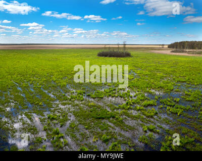 Crue de printemps de la rivière Biebrza, dans le parc national de Biebrza Banque D'Images