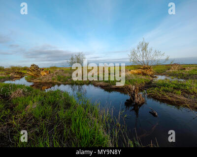 Crue de printemps de la rivière Biebrza, dans le parc national de Biebrza Banque D'Images