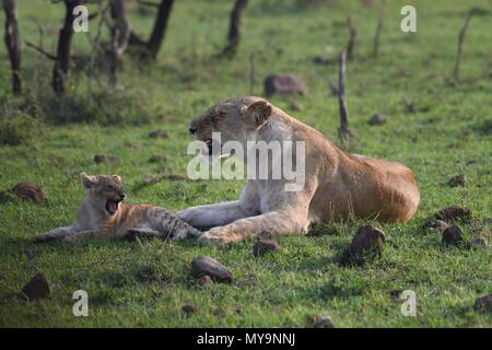 Lionne et cub reposant sur les plaines du Masai Mara (Panthera leo). Safari Kenya, photo prise dans le Motorogi Olare Conservancy. Banque D'Images