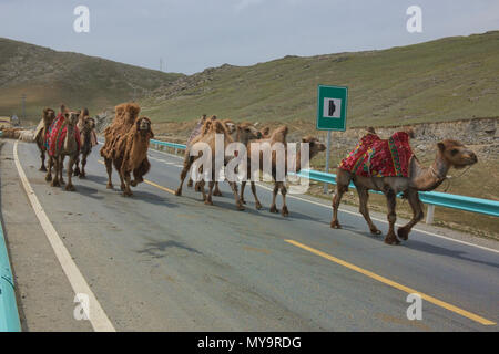 Troupeau de chameaux de Bactriane sur l'autoroute, Keketuohai, Xinjiang, Chine Banque D'Images