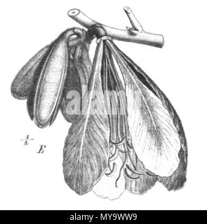 . Illustration de livre . 1891. Paul Hermann Wilhelm Taubert (1862-1897) 59 Baikiaea insignis Taub102b Banque D'Images