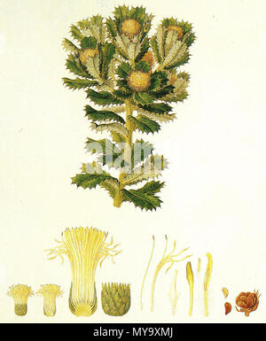 . C'est une peinture de Banksia sessilis par Ferdinand Bauer, basé sur un dessin par lui de matériel collecté à King George Sound, New Holland, en décembre 1801. début des années 1800. Ferdinand Bauer 62 Banksia sessilis (Bauer) portrait Banque D'Images