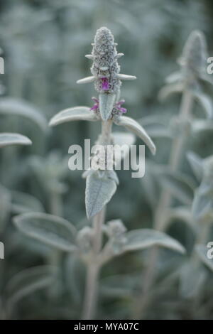 De belles fleurs dans le jardin Banque D'Images