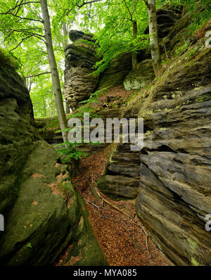 Les grands rochers de grès dans la forêt de hêtres, des montagnes de grès de l'Elbe, la Suisse Saxonne Parc National, près de Bad Schandau, Saxe Banque D'Images