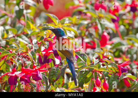 Souimanga à queue verte (Aethopyga nipalensis), homme assis sur Fuchsia (fuchsia), Doi Inthanon, Thaïlande Banque D'Images