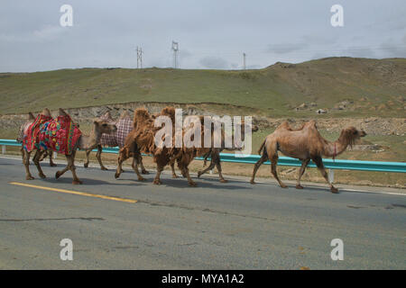 Troupeau de chameaux de Bactriane sur l'autoroute, Keketuohai, Xinjiang, Chine Banque D'Images