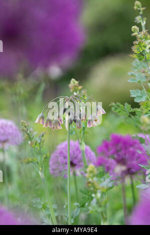 Nectaroscordum siculum. L'allium siculum fleurs. L'ail miel sicilien Banque D'Images