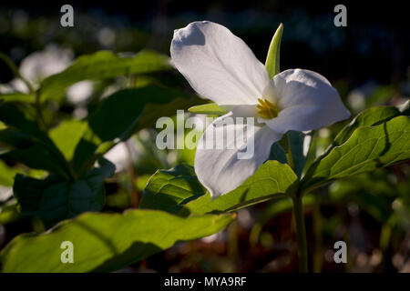 beau plancher de forêt recouvert de feuilles séchées et de plantes vertes à faible croissance avec des fleurs blanches trillium Banque D'Images