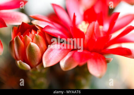 Macro extrême d'un cactus qui coule, rouge flamboyant et folwers montrant les bourgeons et prix pour superposition de texte Banque D'Images