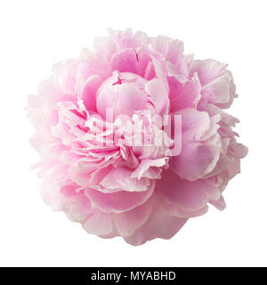 Pivoine rose isolé sur fond blanc Banque D'Images