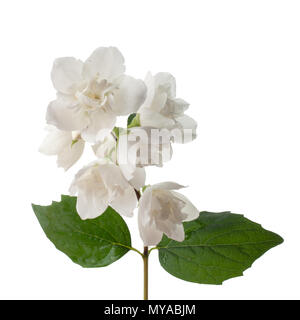 Branche de fleurs de jasmin isolé sur fond blanc Banque D'Images