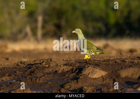 African Green Pigeon à trou d'eau dans la Mashatu au Botswana Banque D'Images