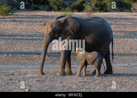 L'éléphant femelle suckling jeunes dans la Mashatu Game Reserve Botswana Banque D'Images