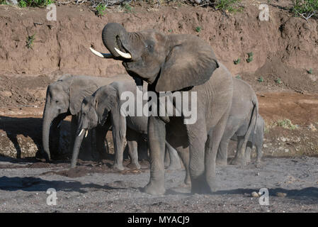 L'éléphant dans le lit asséché de la rivière Mojave au Botswana Banque D'Images