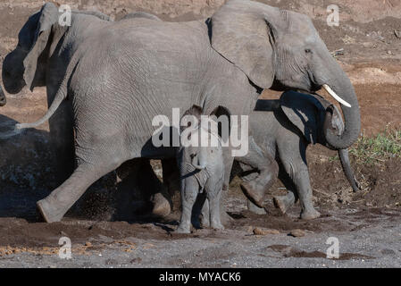L'éléphant dans le lit asséché de la rivière Mojave au Botswana Banque D'Images