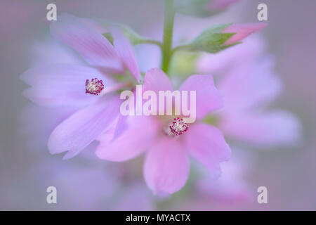 Close up of Checker Mallow (Sidalcea organa). Graham Oaks parcs-nature. Oregon Banque D'Images