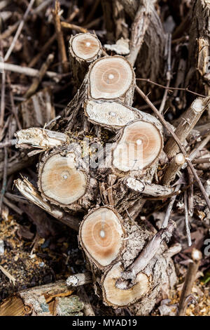 Moignon bush garni Banque D'Images