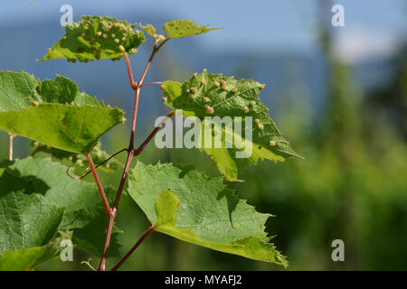 Feuilles de vigne endommagés par philloxera Banque D'Images