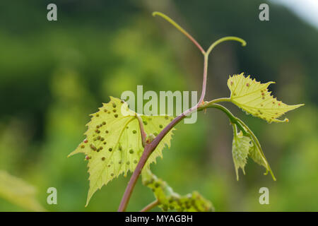 Feuilles de vigne endommagés par philloxera Banque D'Images