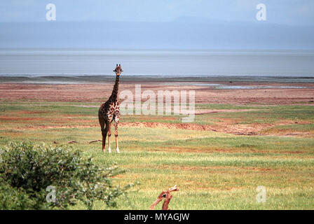 Girafe du parc national du lac Manyara, Tanzanie © Antonio Ciufo Banque D'Images