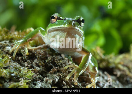 Joli vert des amphibiens rainette européenne, Hyla arborea, détails des yeux, portrait Banque D'Images