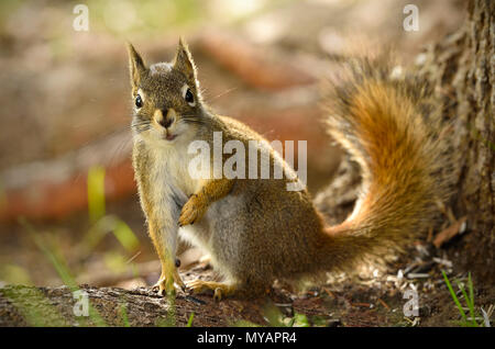 Un close up image d'un écureuil rouge sauvage 'Tamiasciurus hudsonicus' ; assis par un tronc d'arbre avec un questionnement sur son visage, près de Hinton Alb Banque D'Images