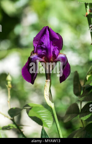 Fleur de velours violet iris (Meskalero le Chip) Banque D'Images