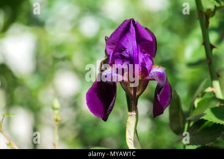 Fleur de velours violet iris (Meskalero le Chip) Banque D'Images