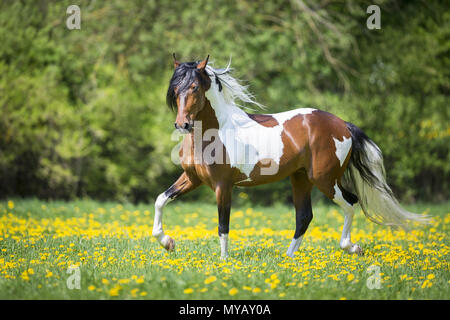 Paso Fino. Book stallion marche à un toelt sur un pré. Allemagne Banque D'Images