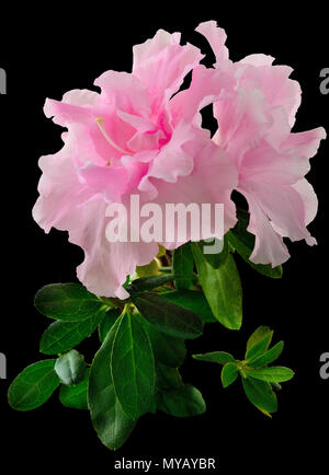 Azalea fleurs rose lumière délicate (Rhododendron) avec des feuilles de près, isolé sur un fond noir - étonnamment belle plante ornementale, floral Banque D'Images