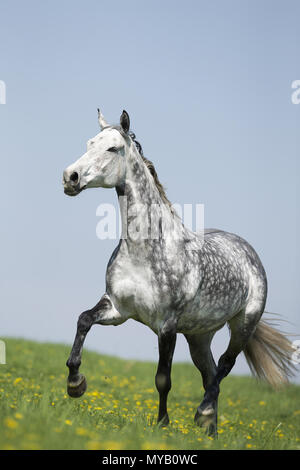 Cheval de Hanovre. Gris pommelé mare trottant sur un pré. Allemagne Banque D'Images