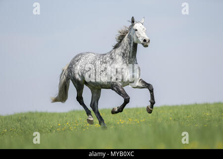 Cheval de Hanovre. Gris pommelé galopant mare sur un pré. Allemagne Banque D'Images