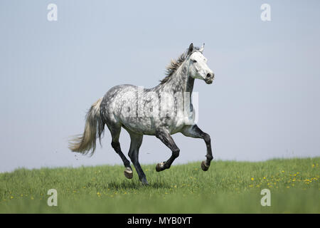 Cheval de Hanovre. Gris pommelé galopant mare sur un pré. Allemagne Banque D'Images