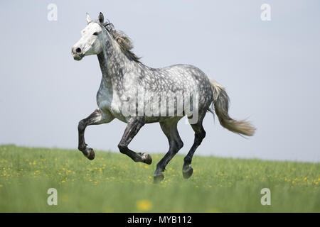 Cheval de Hanovre. Gris pommelé galopant mare sur un pré. Allemagne Banque D'Images